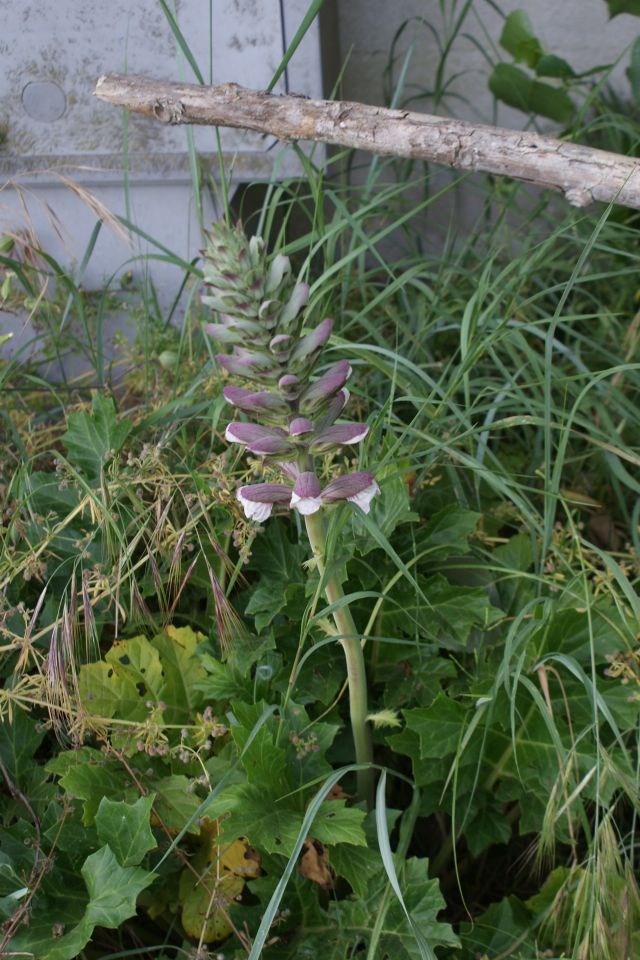 Acanthus mollis